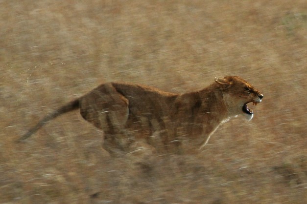 Schuyler Shepherd, by permission, Serengeti_Lion_Running_saturated